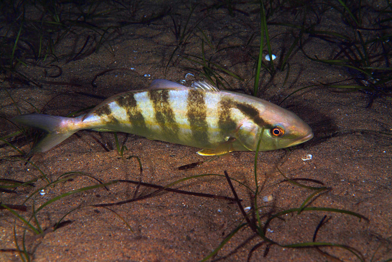 Seriola dumerili by night